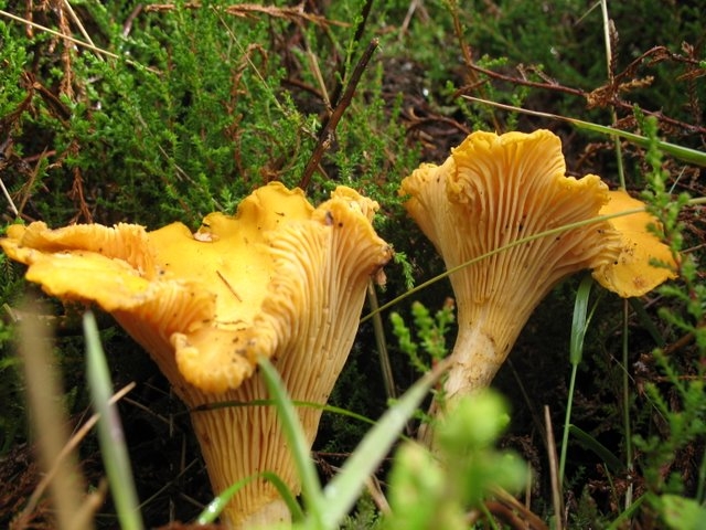 Girolles 29.7.2007 1